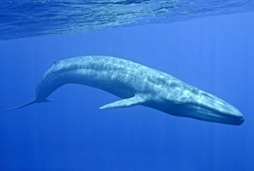 دانلود چالش نهنگ آبی؛ دام بزرگ هکرها برای کاربران