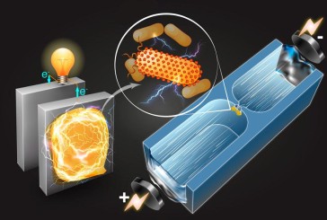 تولید برق توسط باکتری ها