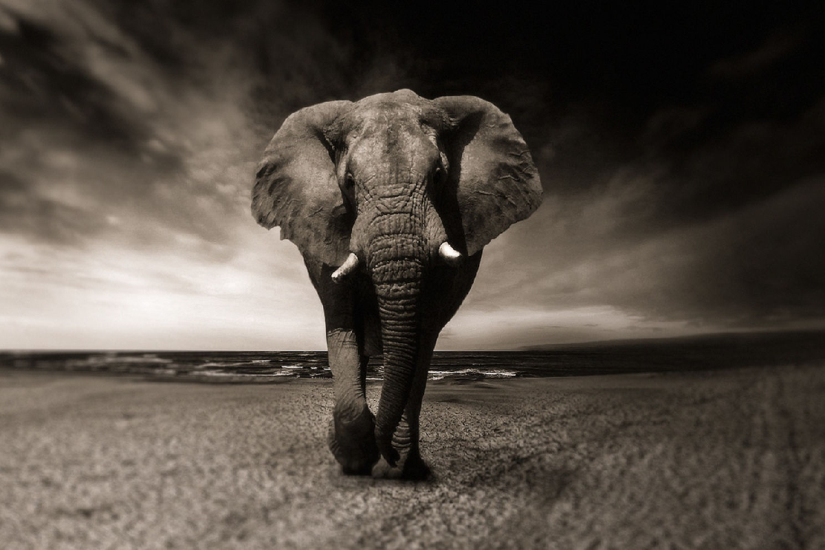 دست گروه هکری ModifiedElephant رو شد